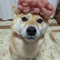 節分