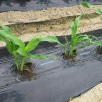 お盆用トウモロコシを間引きして土入れ