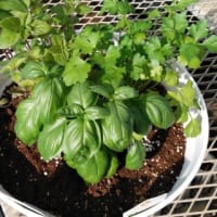 ハーブ、野菜苗の寄せ植えの作り方
