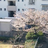 桜2024ー2