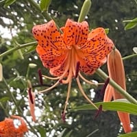 鬼百合