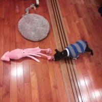友人Iさんちに来たわんこ・b君!!