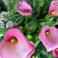 オサンポ walk - 植物plant : ピンクカラー pinky "Calla lily"