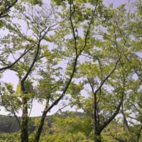 倉沢の棚田の周りを歩く
