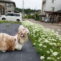 梅雨入りしました