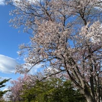 桜〜