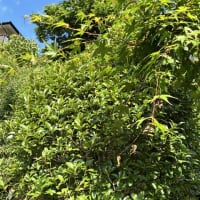 庭の植木剪定が続きます。