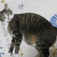 眠くたってお約束だから