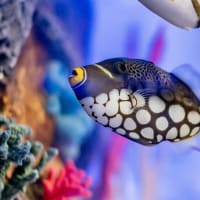 Triggerfish - What is a triggerfish