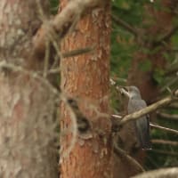 ハリオアマツバメさんに逢えた！　完