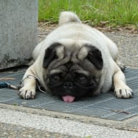 ロビンのお友達探し、公園散歩