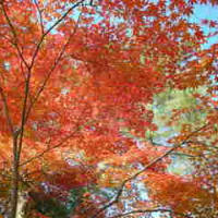 京都の秋。