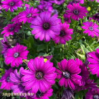 「さがみの仲良し小道」では「オステオスペルマム」が赤紫花を披露！！