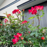 月日に追いかけられる
