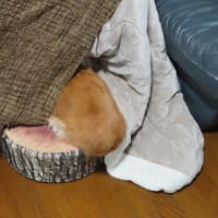 頭隠して