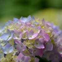 アジサイ（繡球花）