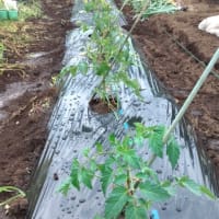夏野菜（オクラ、トマト、ピーマン）の植え付け（菜園日記：2025年05月18日（日）)