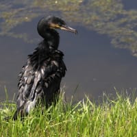 カワウの潜水後は蓑を着ているかのようです