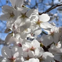 桜が一気に咲き始めました！