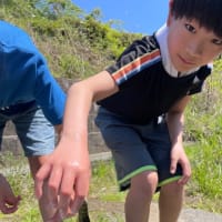 5月の稲子