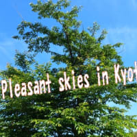 🌺安い苗たち京都長岡京市、強くて長持ち秀花園🪴（しょうかえん）＆美味しかったインスタント焼きそば