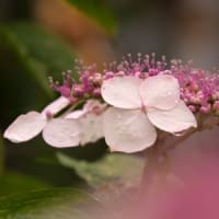 雨の日の紫陽花