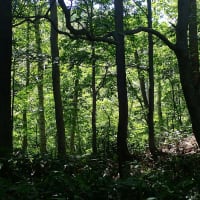 暑い夏の野山で