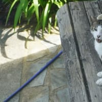 イケメンさばきち君の変顔