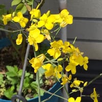お花やさんはやっぱり母の友達でした。