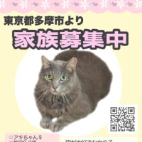 東京都多摩市より保護猫の里親募集中