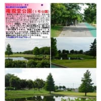 紫陽花－180　 権現堂公園(１号公園)