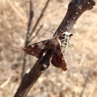 カバシタムクゲエダシャク