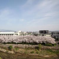 福岡市、桜満開～那珂川沿いの桜並木
