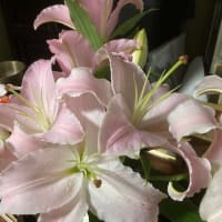 植木屋さんが剪定に