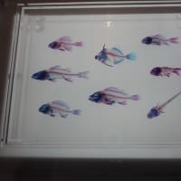 透明標本展に行ってきました