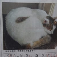 ネコの多くは「左巻き」に寝るらしい