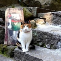 坂の街の猫たち　2025年2月　その8