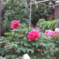池泉牡丹を観に由志園へ