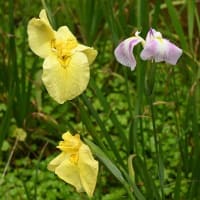 2025.6.12　本土寺の紫陽花
