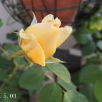 花を愛でながら