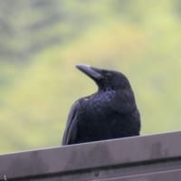 緊張しているセグロセキレイ