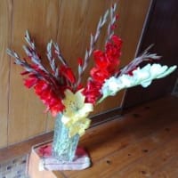 グラジオラスを沢山貰いました～～！！