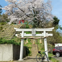 2024桜サイクリング・・・