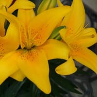 初夏の花：ユリ’タイニー・ビー’