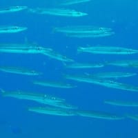 フィリピン旅行・その８（アニラオの海・最後）