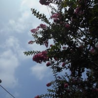 今日は気温ダウン…（￣。￣）　関東の梅雨明けはまだおあずけかな？