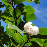 祖母山へ　オオヤマレンゲ鑑賞登山