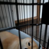我が家の柴