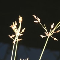 早朝の散歩　稗田町で植物調べ２