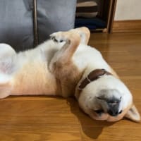 庭に勝手に生えてきた赤紫蘇の恵み